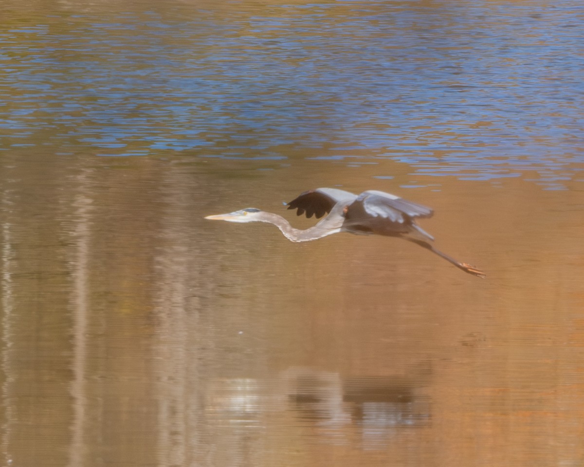 Garza Azulada - ML610698330