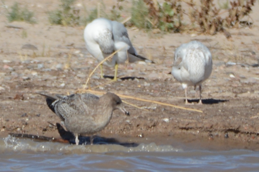 Gaviota Californiana - ML610698334