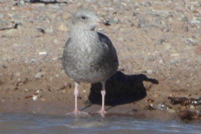 Gaviota Californiana - ML610698459