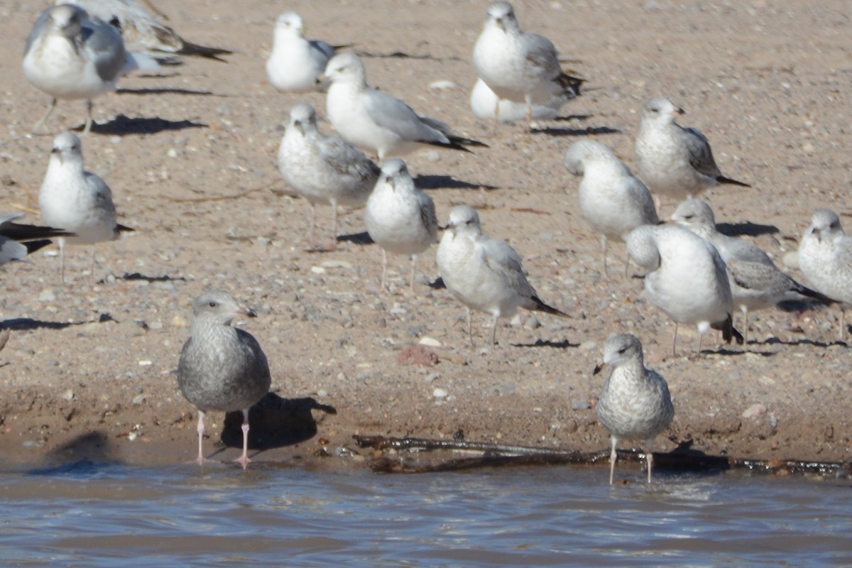 Gaviota Californiana - ML610698481