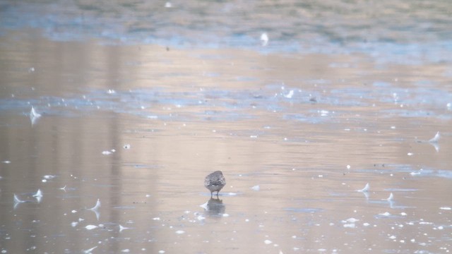 Чернозобик - ML610698549