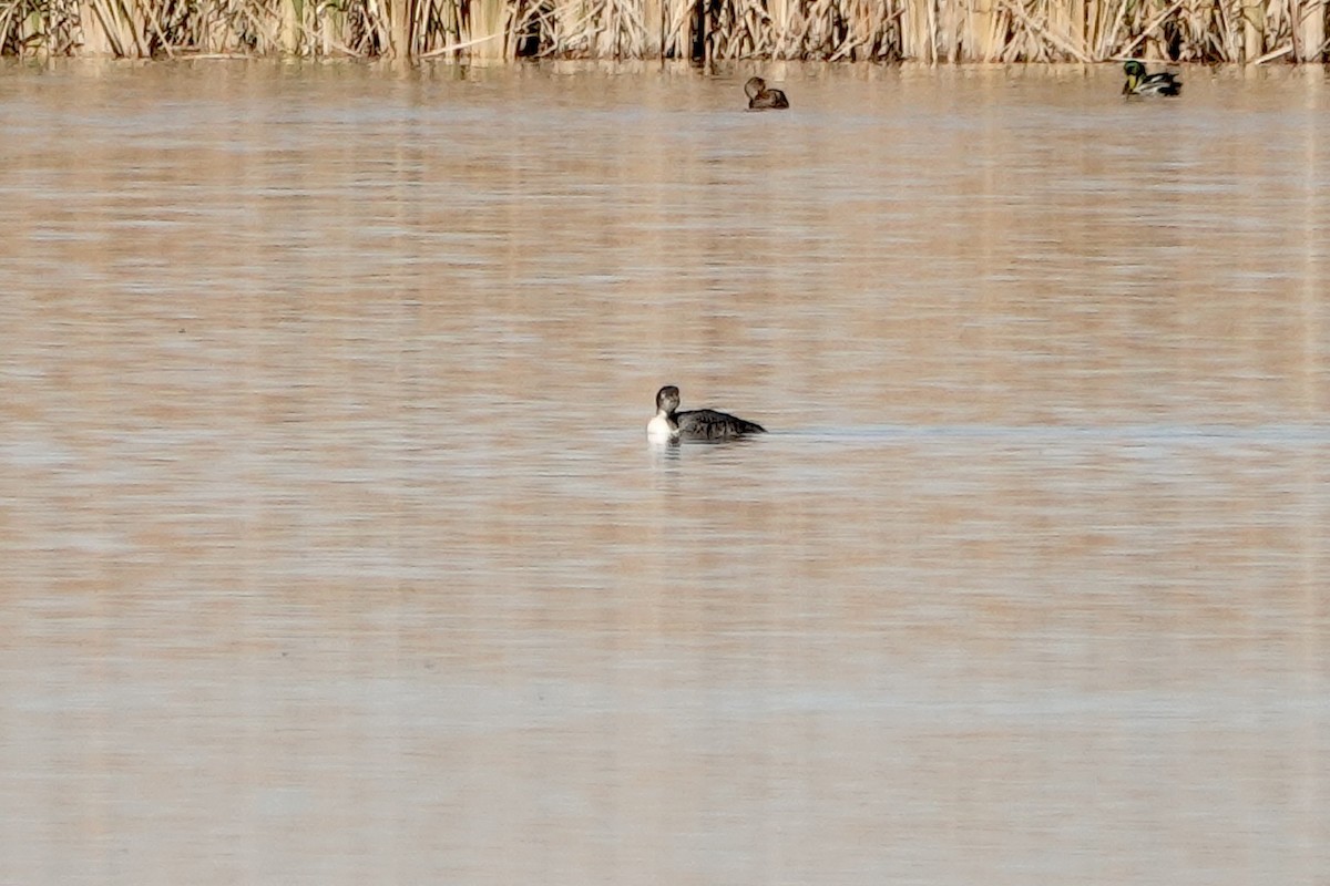 Common Loon - ML610698600