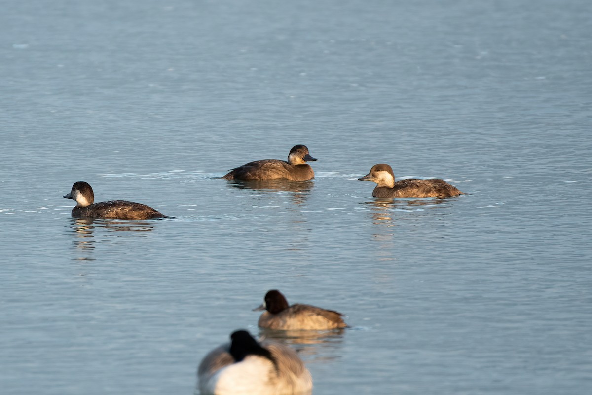 Black Scoter - ML610698804