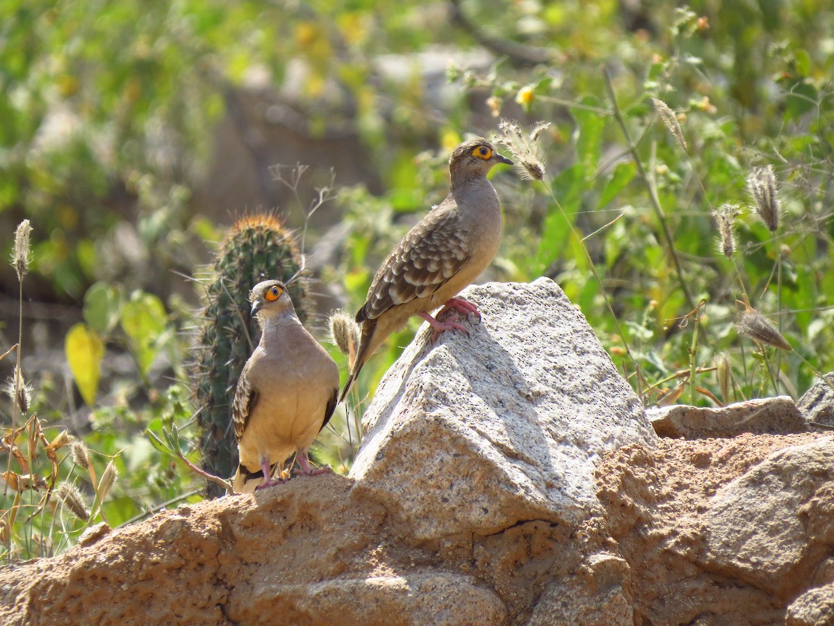 Bare-faced Ground Dove - ML610698810