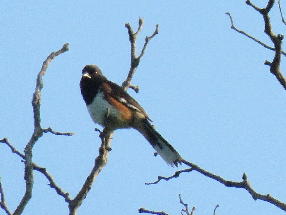 Eastern Towhee - ML61069901