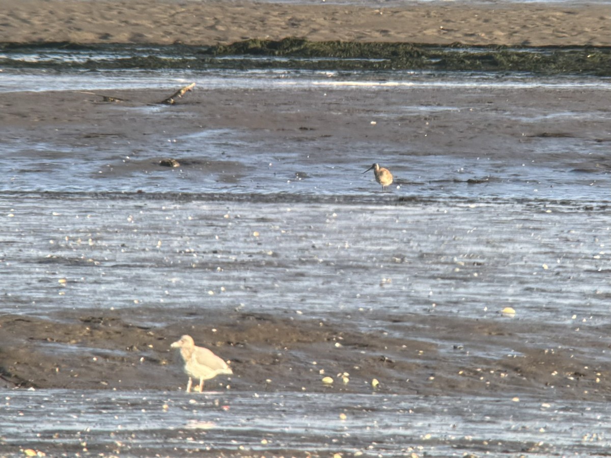 Hudsonian Godwit - Alex Lamoreaux