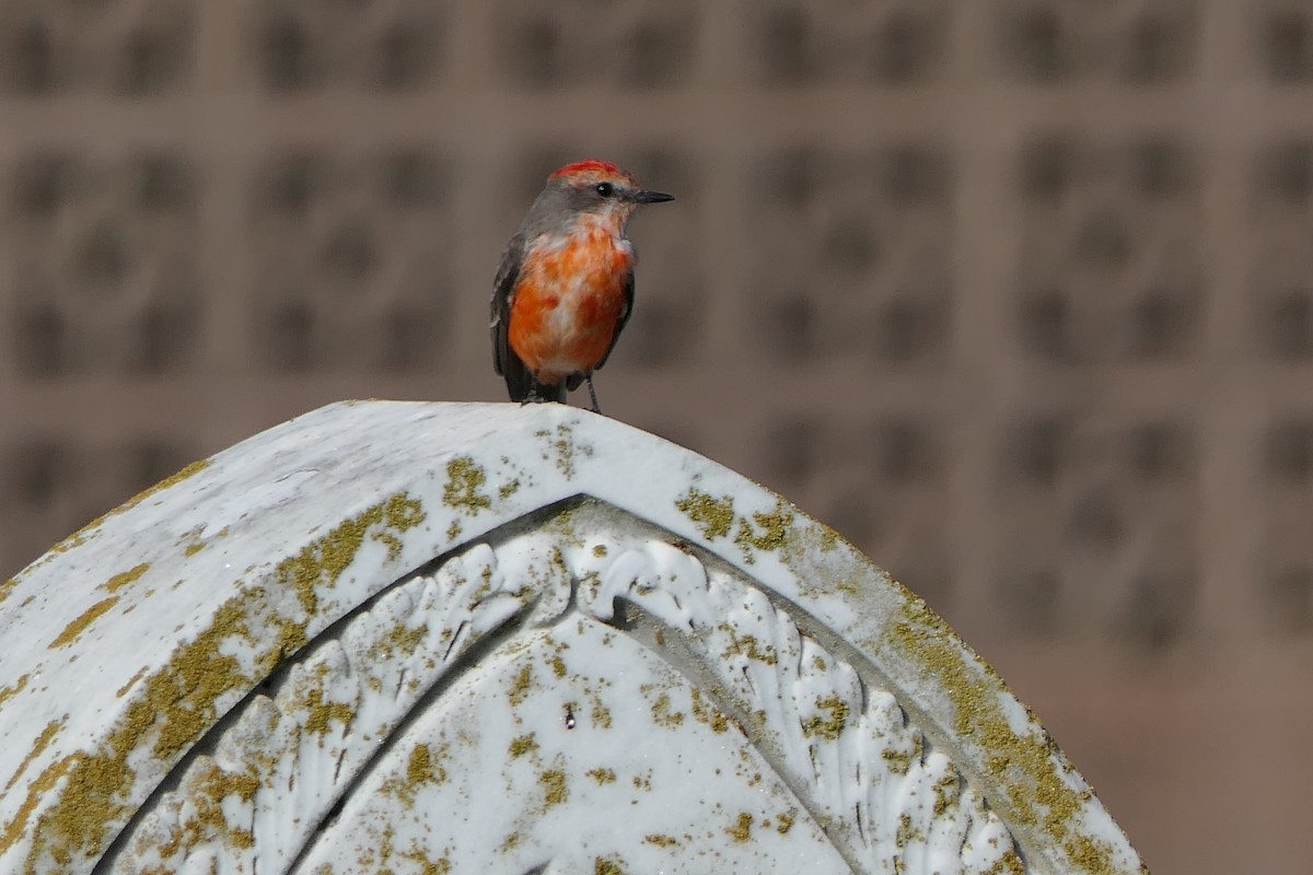 Vermilion Flycatcher - Marc Bierdzinski