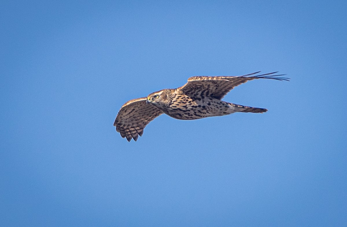 American Goshawk - ML610699064