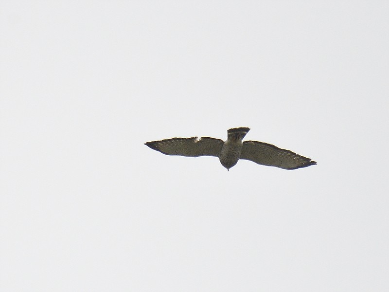 Broad-winged Hawk - ML610699088