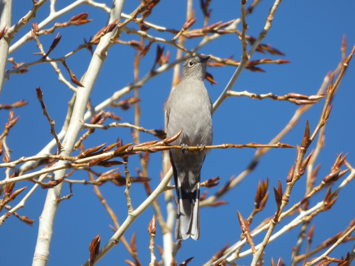 Townsend's Solitaire - ML610699118