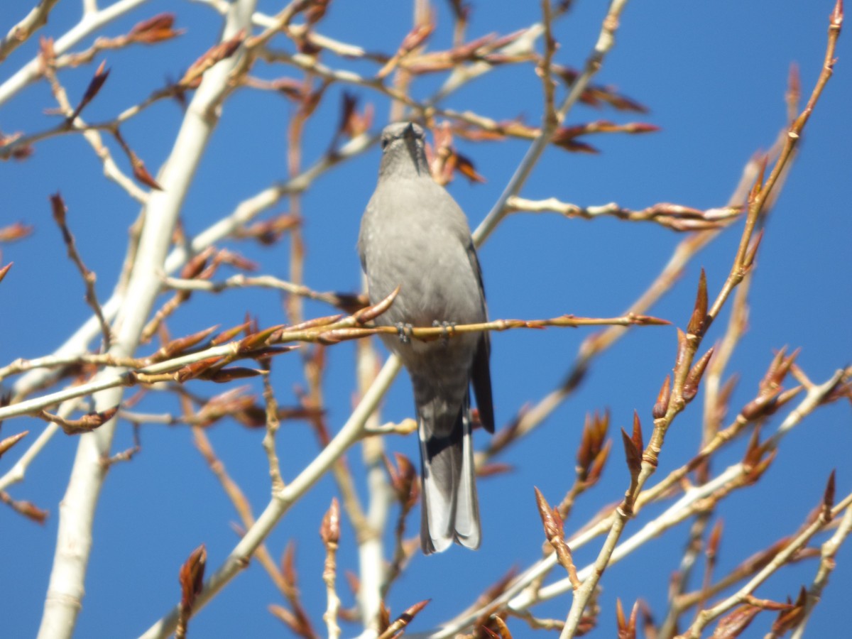 Townsend's Solitaire - ML610699119