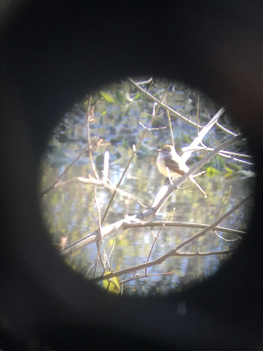 Ash-throated Flycatcher - ML610699134