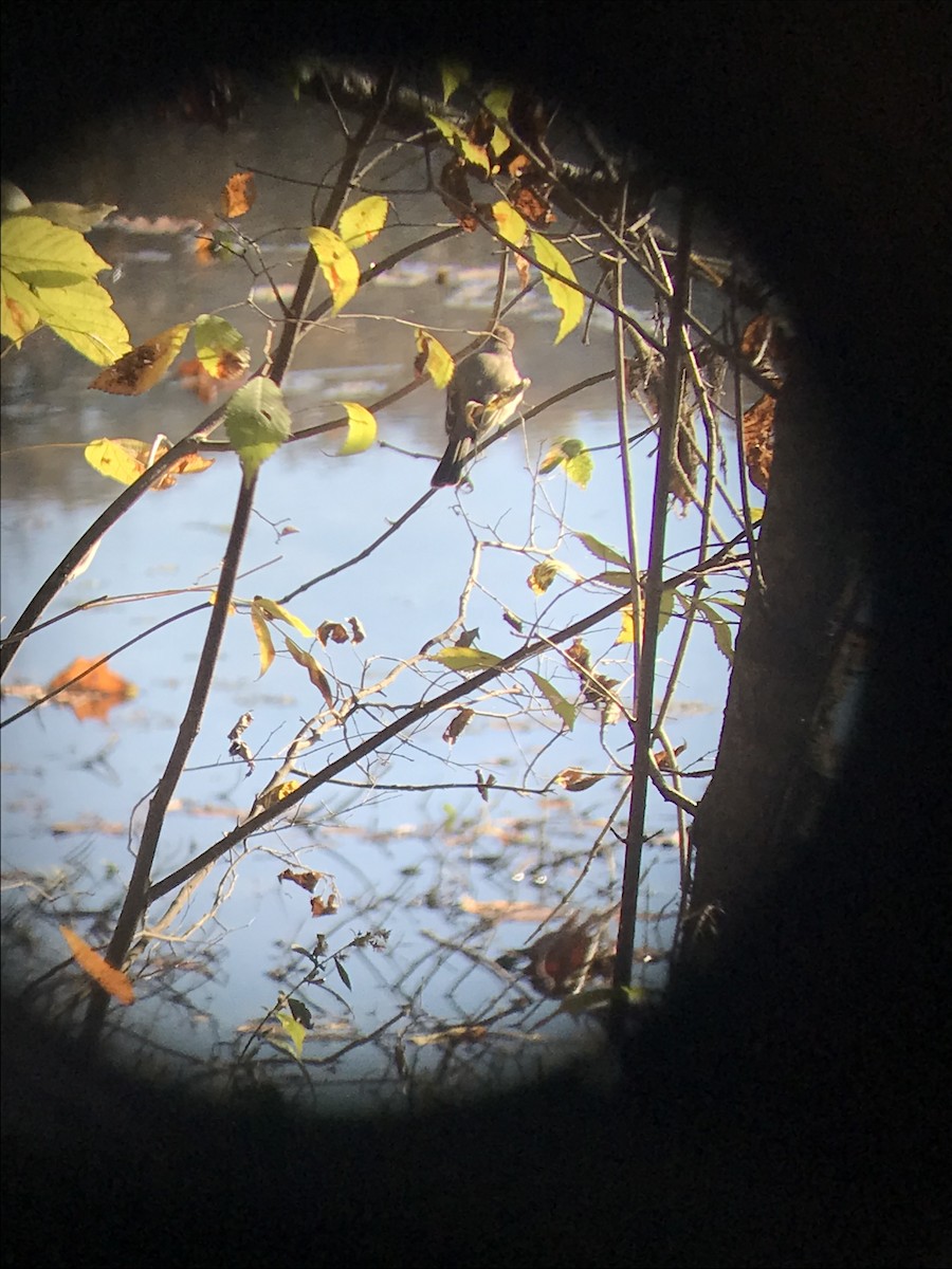 Ash-throated Flycatcher - ML610699135