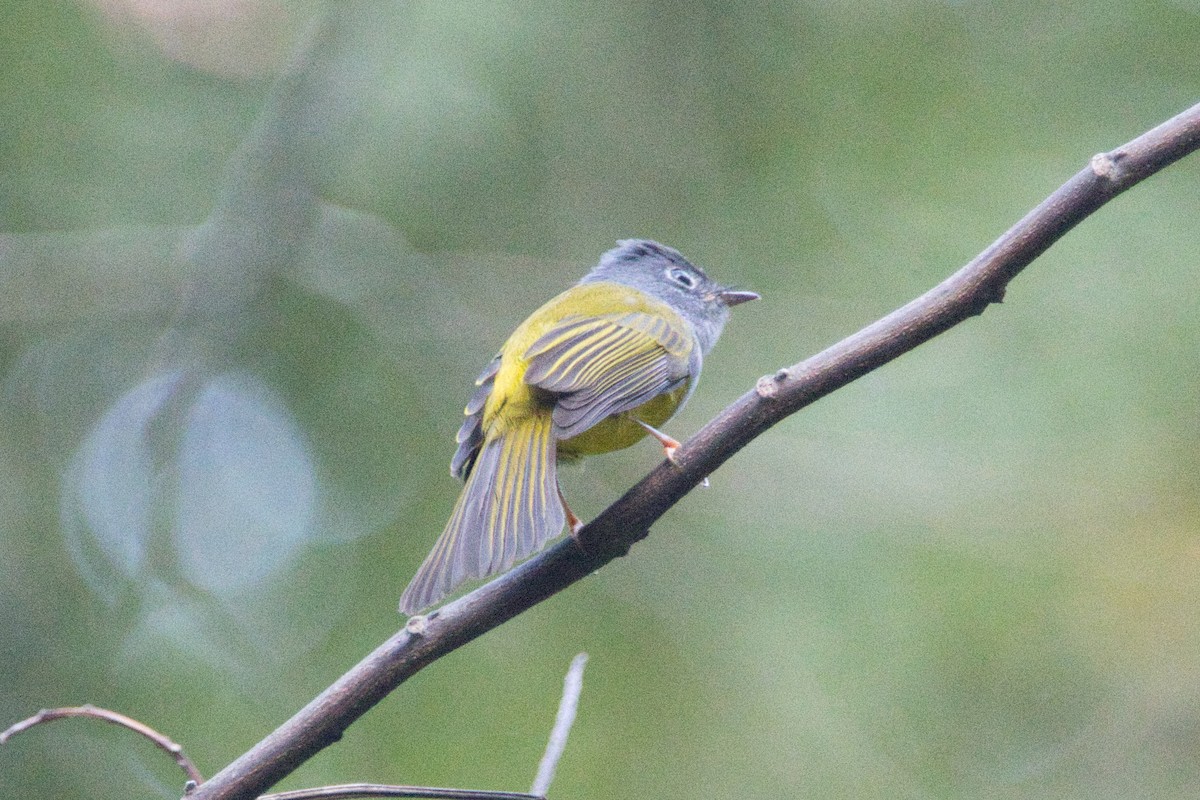 Gray-headed Canary-Flycatcher - Tomas Mazak