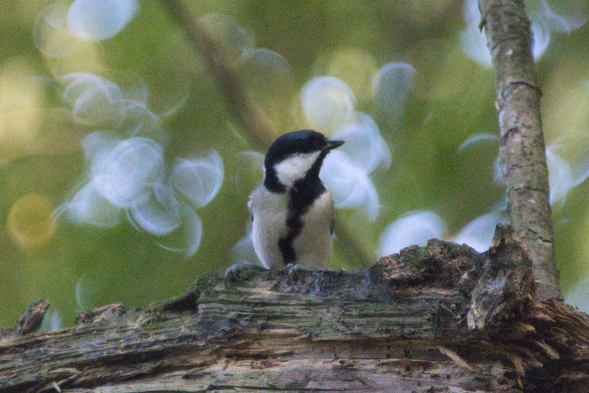 Japanese Tit - ML610699169