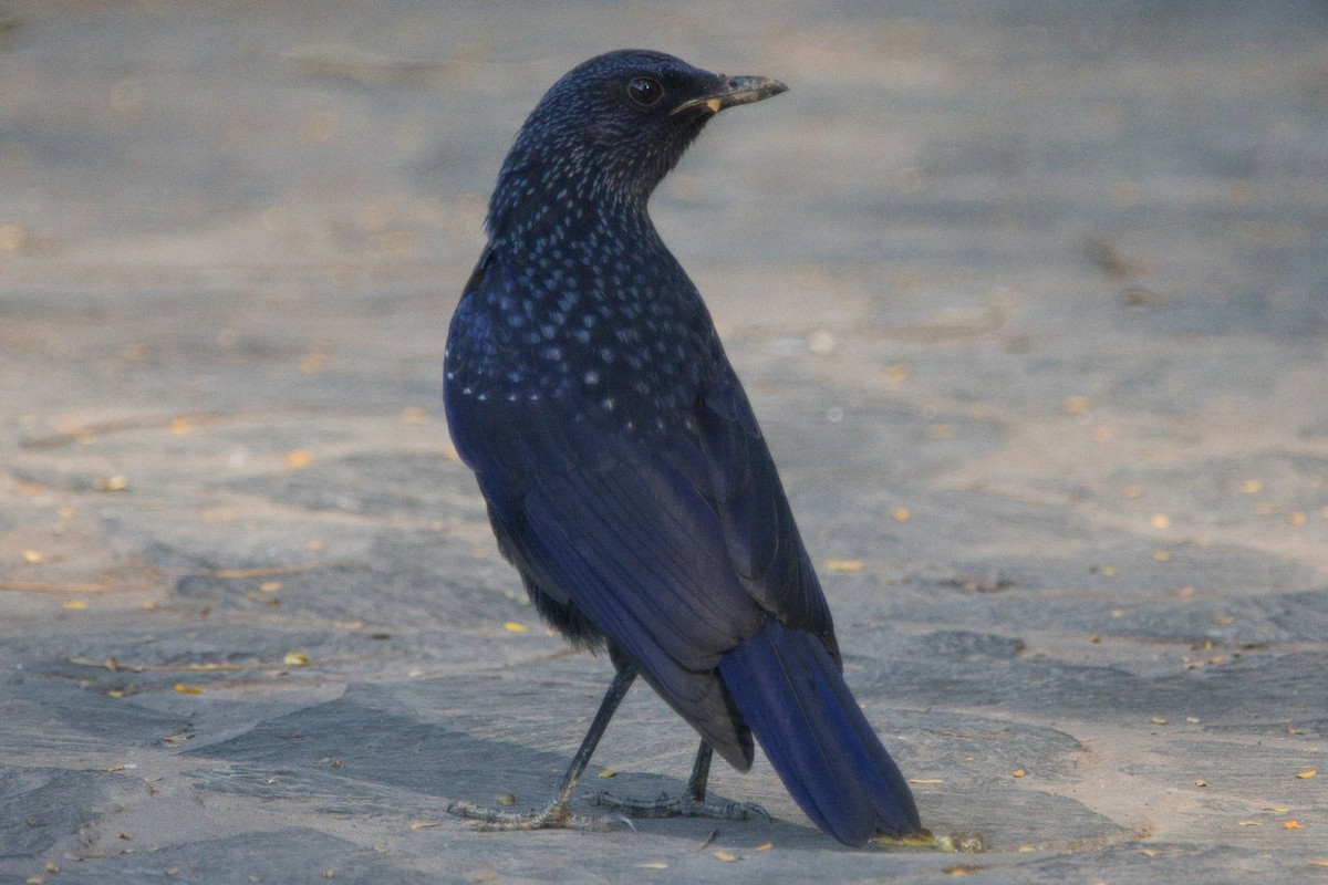 Blue Whistling-Thrush - ML610699172