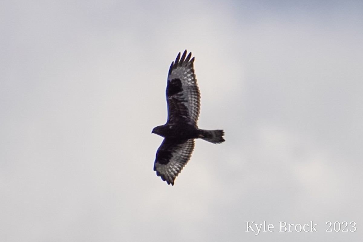 Rough-legged Hawk - Kyle Brock