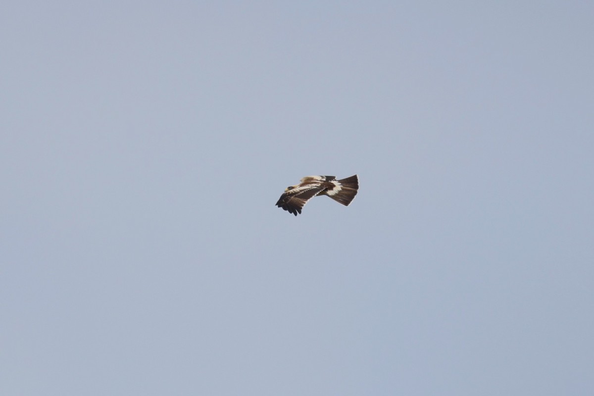 Booted Eagle - ML610699253