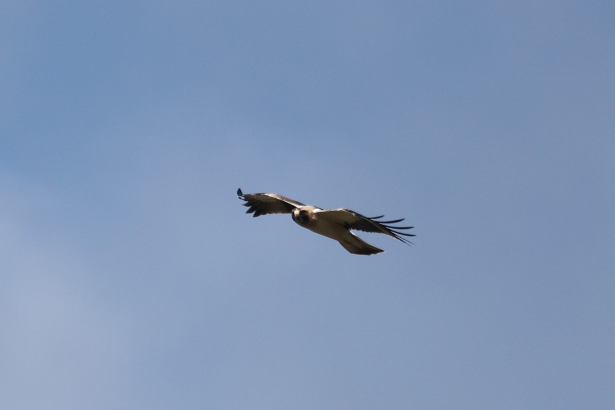 Booted Eagle - ML610699254