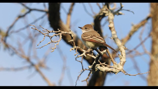 Ash-throated Flycatcher - ML610699293