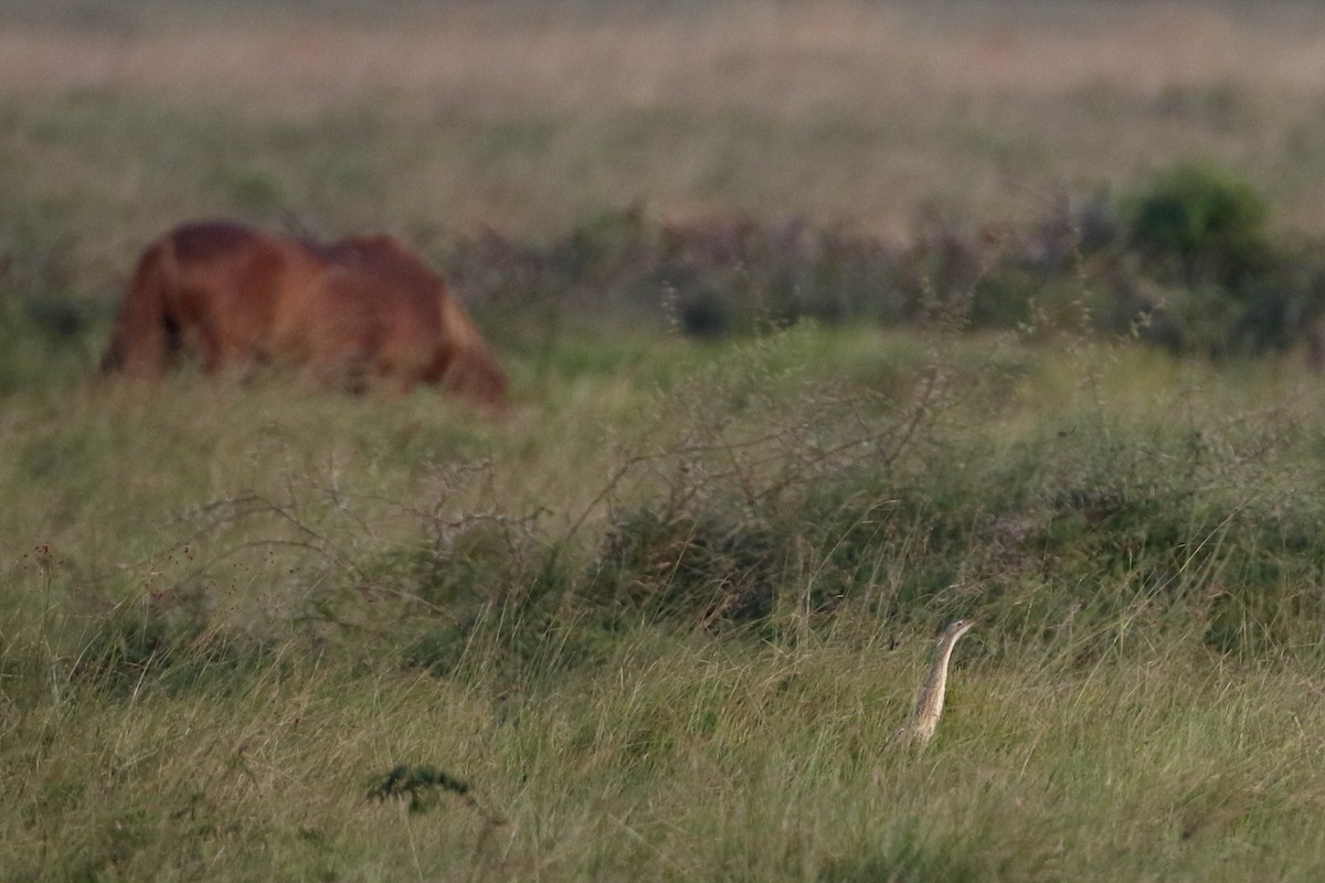 Pinnated Bittern - ML610699297