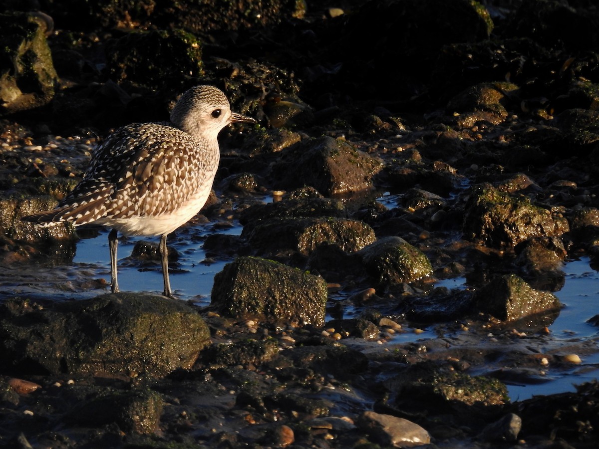 Black-bellied Plover - ML610699332