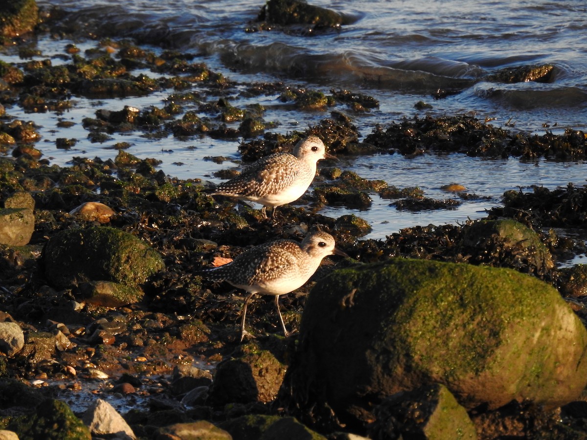 Black-bellied Plover - ML610699348