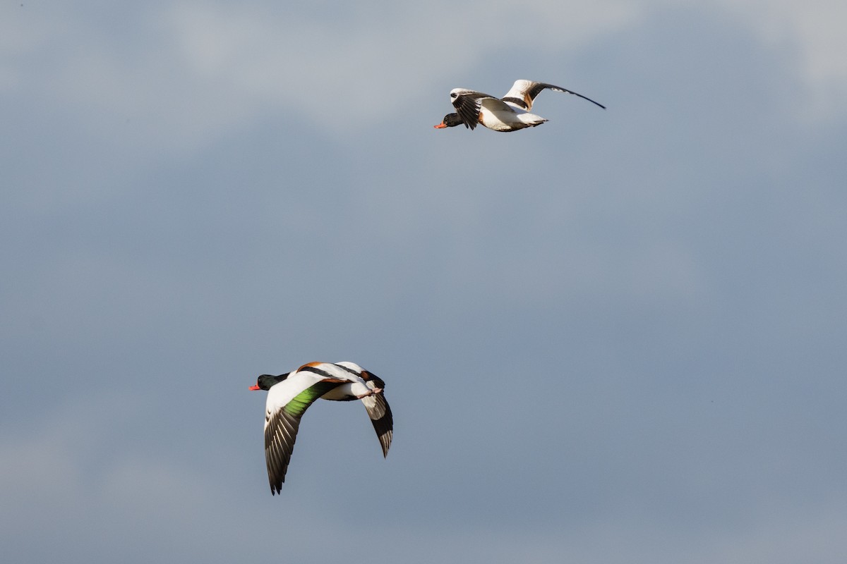 Common Shelduck - ML610699357