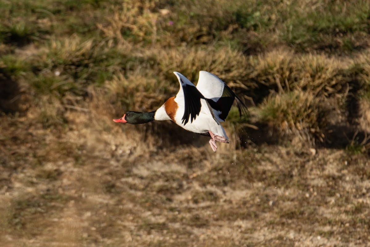 Common Shelduck - Fátima Garrido Ceacero