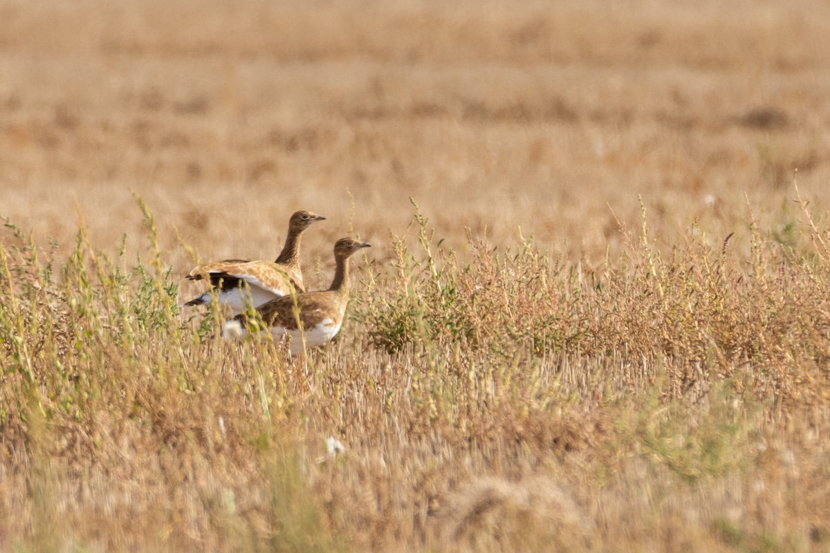 Little Bustard - ML610699384