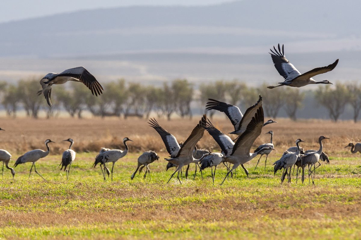 Common Crane - Fátima Garrido Ceacero