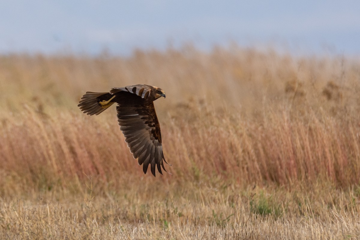 Western Marsh Harrier - ML610699422