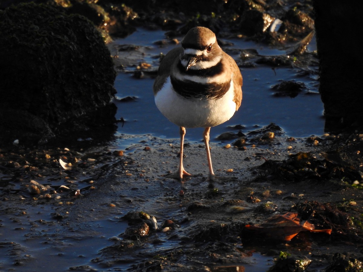 Killdeer - ML610699446