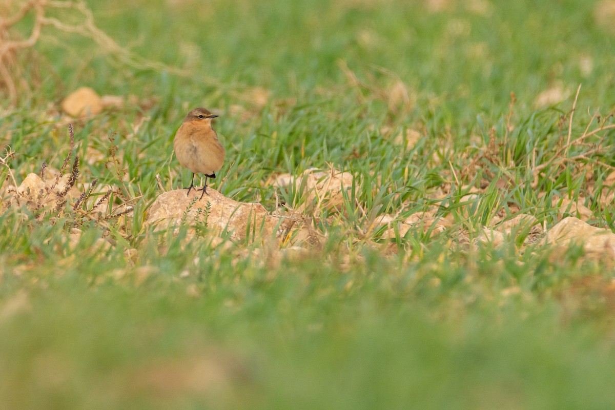 Northern Wheatear - ML610699470