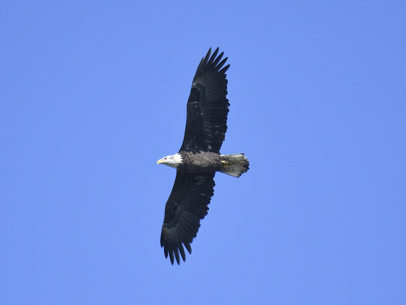 Bald Eagle - ML610699521