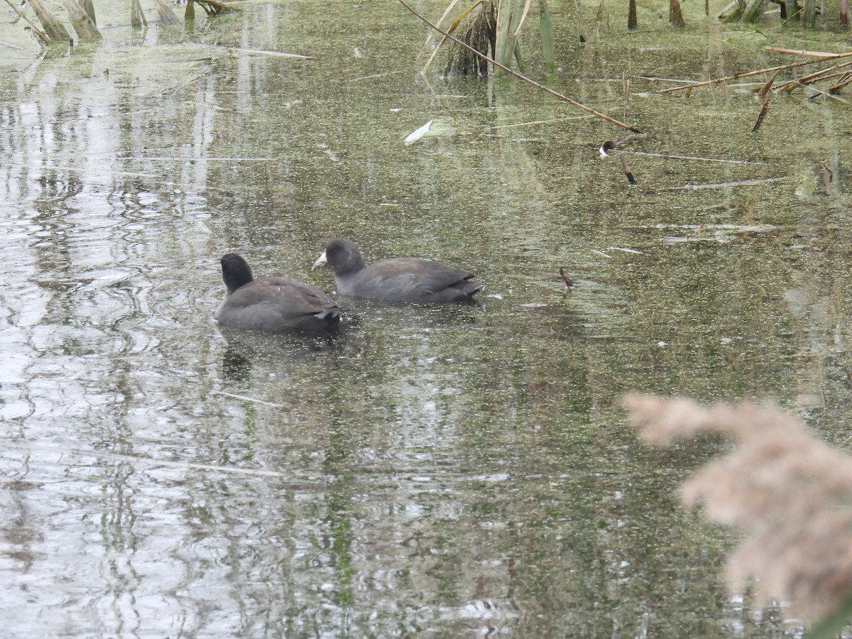 American Coot - ML610699528