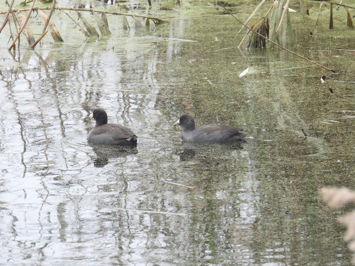 American Coot - ML610699529