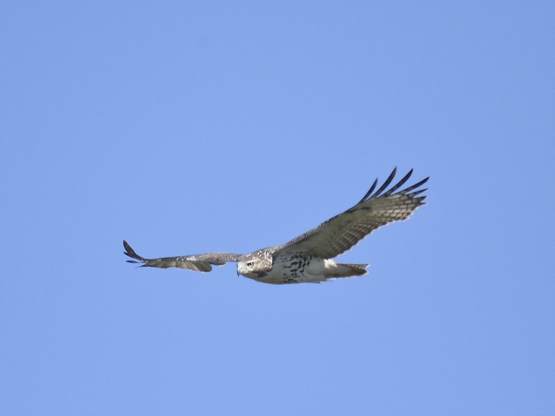 Red-tailed Hawk - ML610699535