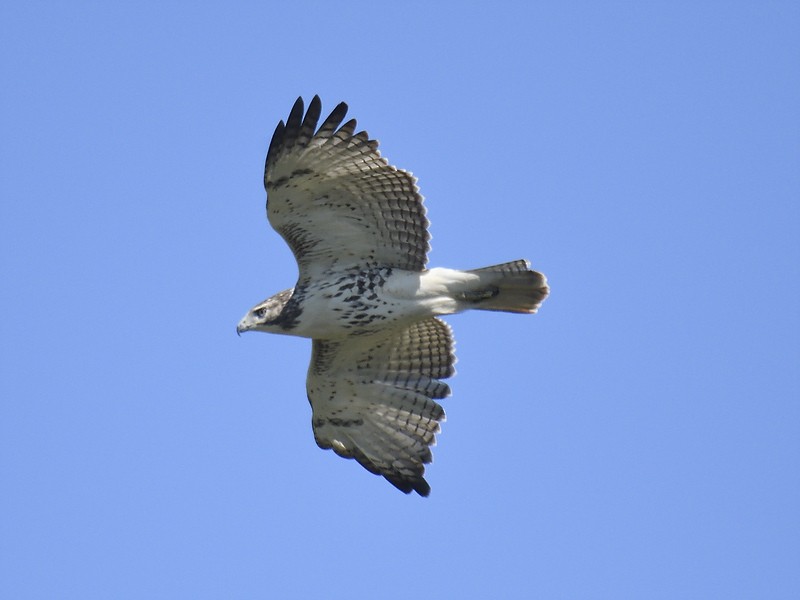 Red-tailed Hawk - ML610699536