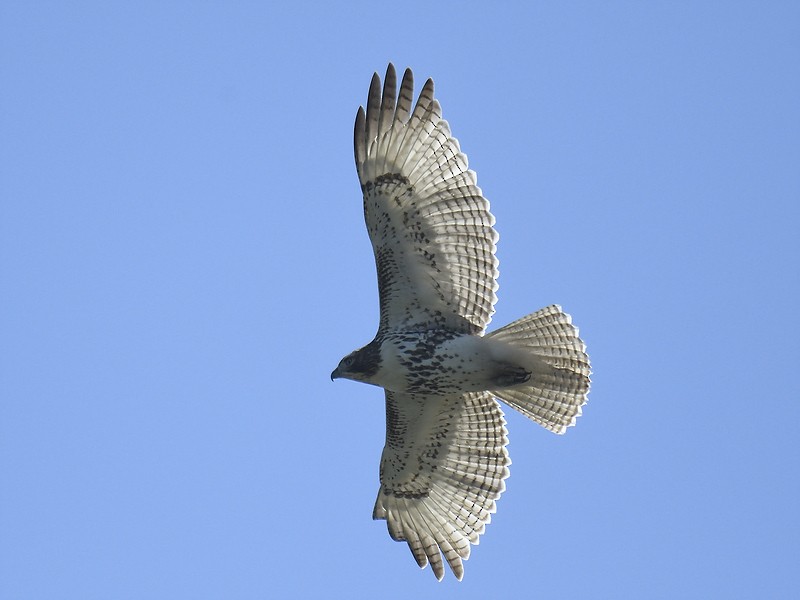 Red-tailed Hawk - ML610699537