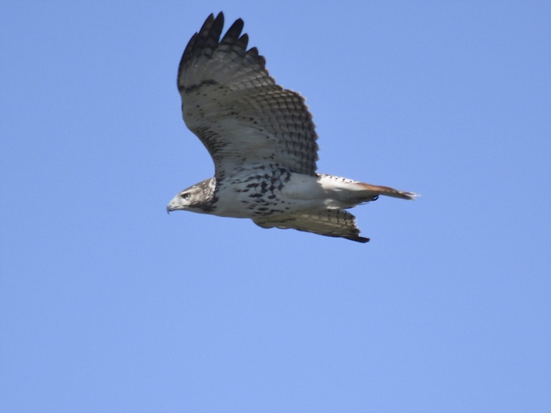 Red-tailed Hawk - ML610699539