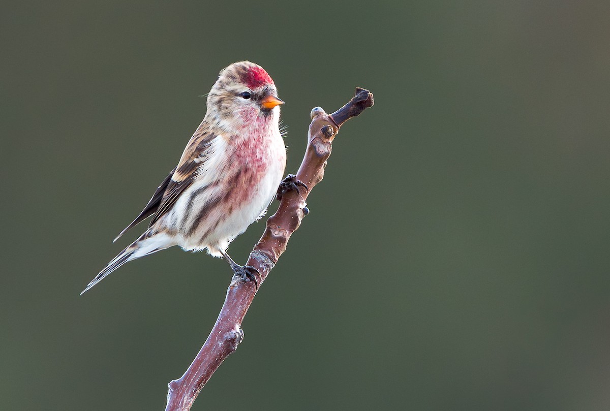 Lesser Redpoll - ML610699587