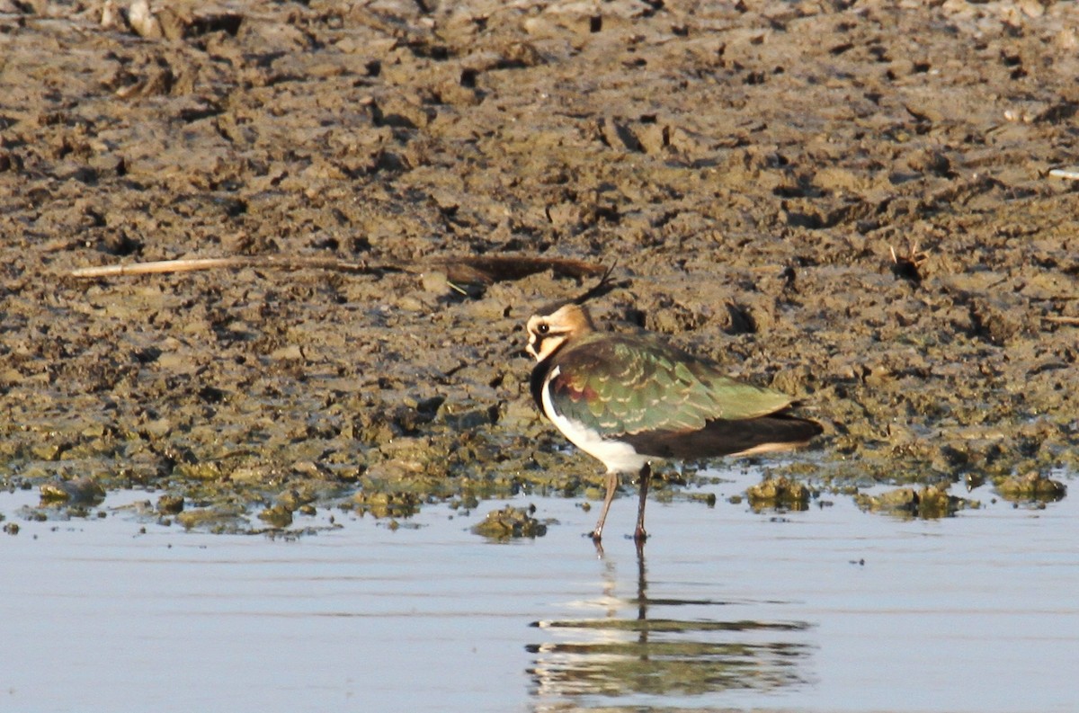 Northern Lapwing - ML610699642