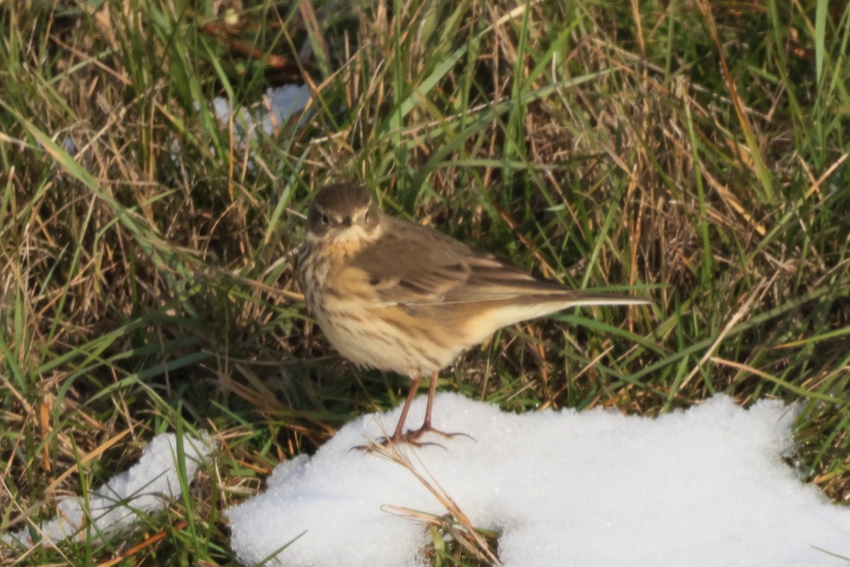 American Pipit - ML610699644