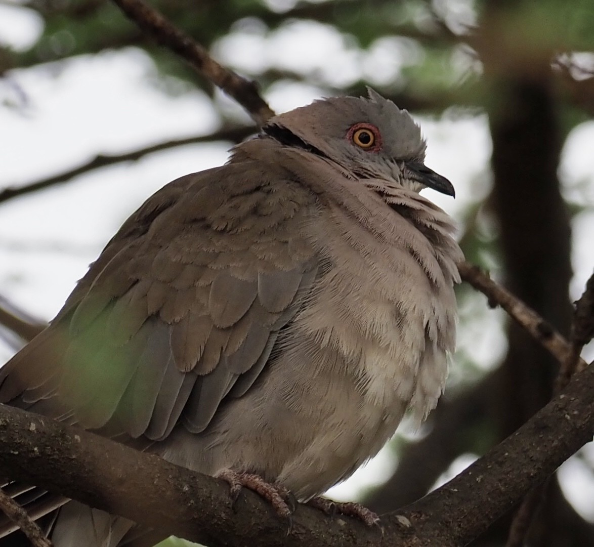 Mourning Collared-Dove - ML610699669