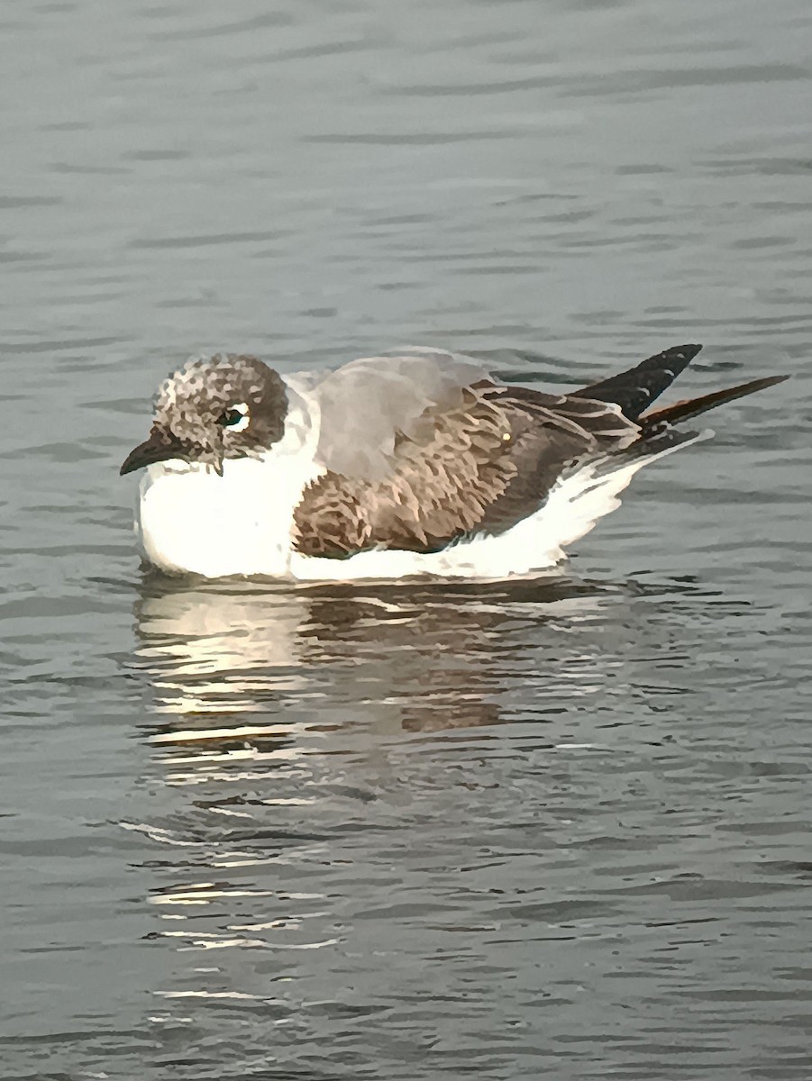 Franklin's Gull - José  Velasco