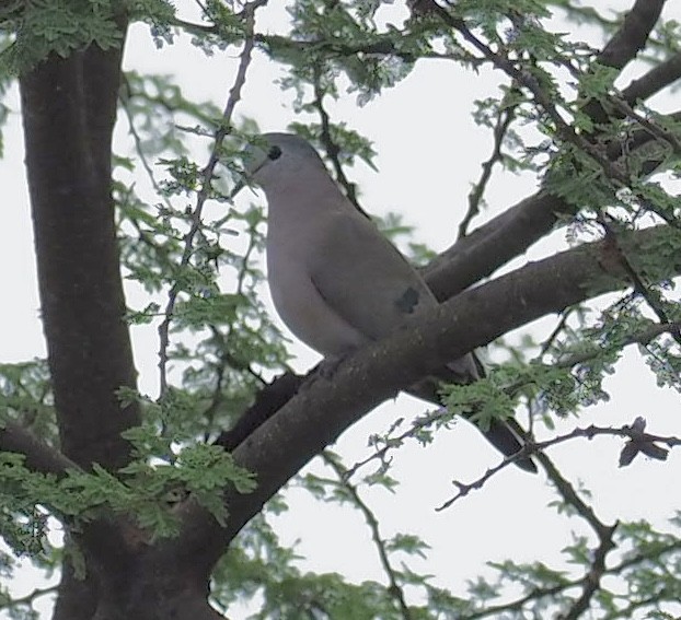 Emerald-spotted Wood-Dove - ML610699702