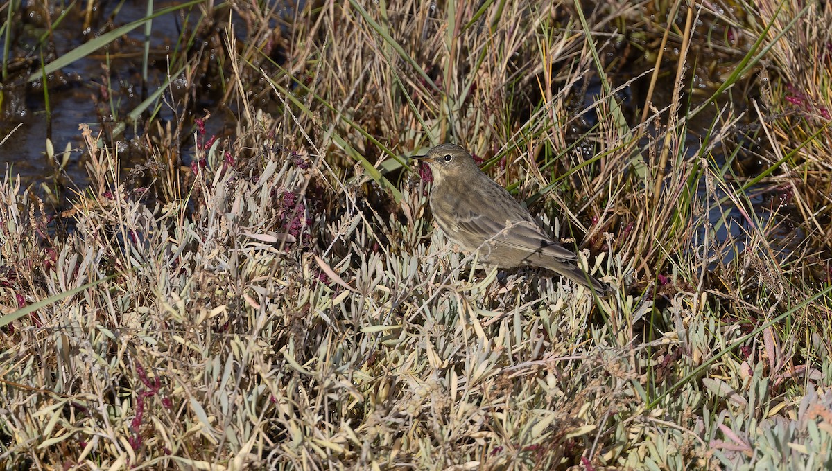 Rock Pipit - ML610699751