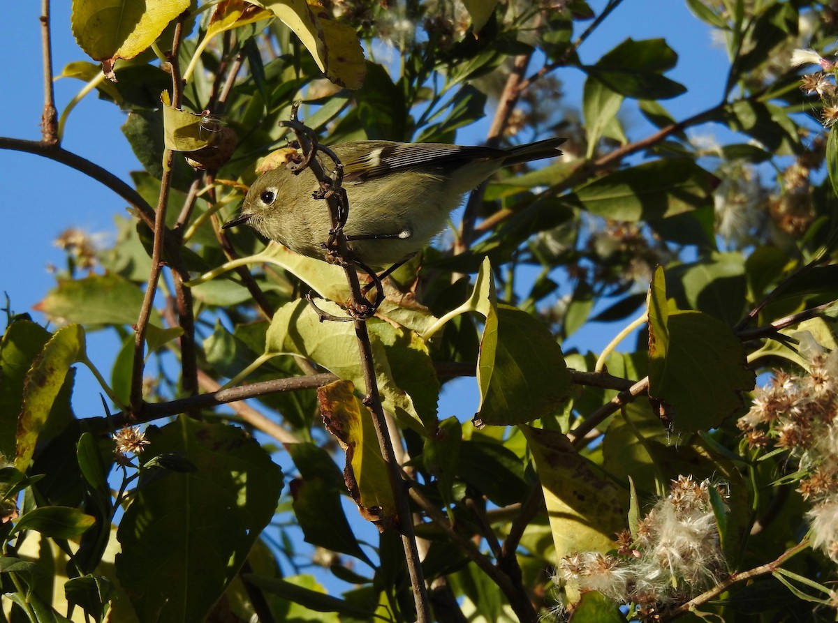 Ruby-crowned Kinglet - ML610699753