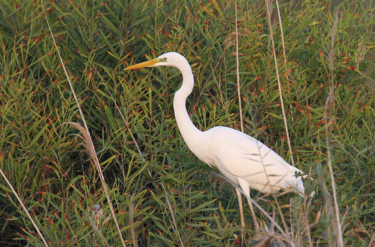 Great Egret - ML610699759